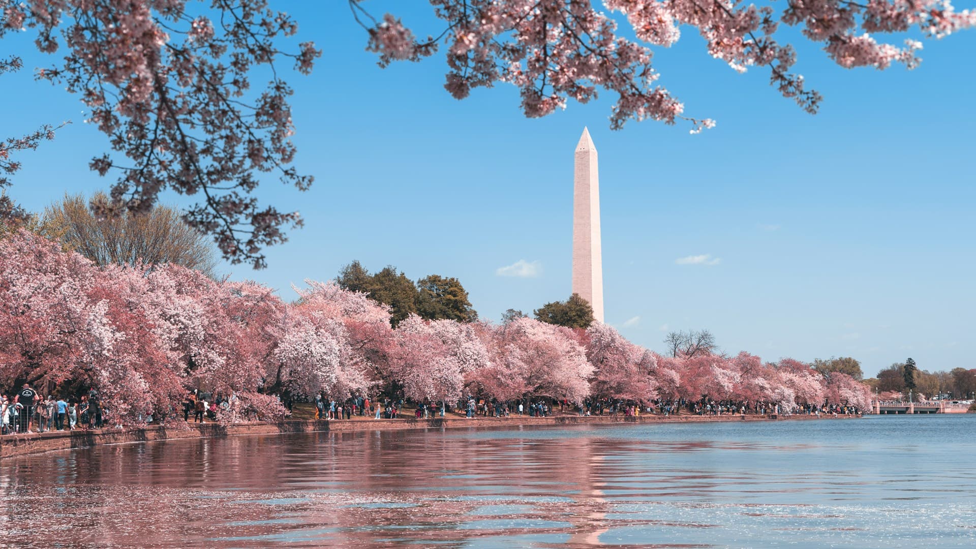 Washington Monument framed by cherry blossoms along the Tidal Basin